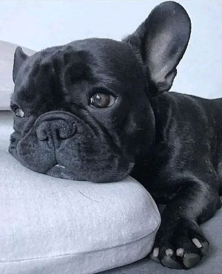 FrenchiesZone's tweet image. Am i cute?