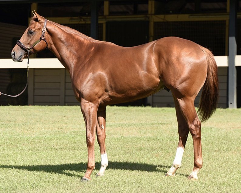 ‡

Is Boyd a Serious Kentucky Derby Prospect?

When Pool 1 of the Kentucky Derby Future Wager closed at the end of October, Boyd, a Zedan owned, Baffert trained colt with just a maiden win to his credit, was 9th on the list, at odds of 39/1. That is misleading, though, as the