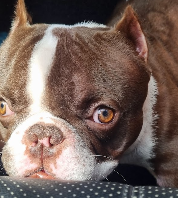 wooof i havent been active in web3 for over 2 weeks but i had to pop back in for the mint

gRover 🤖

ps adopted this lil boy a couple days back