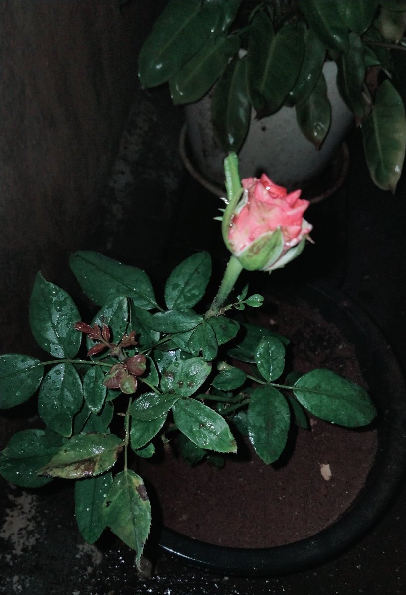 Merlin_tweeps's tweet image. நான் நட்டதும் ரோஜா இன்றே பூக்கணும் 🎶🎶🎶