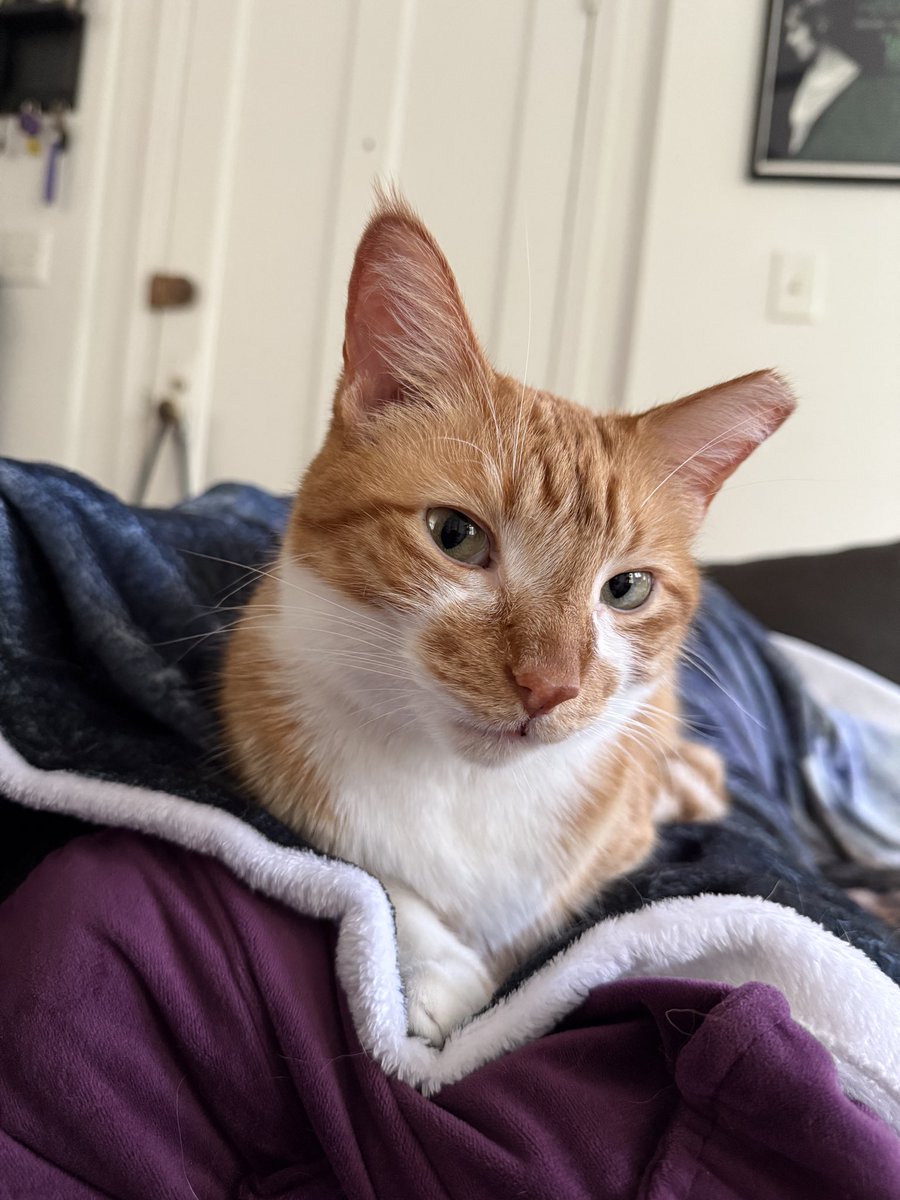 r4zor2r0sary's tweet image. life outside of twt lately ⬆️⬇️⬅️➡️