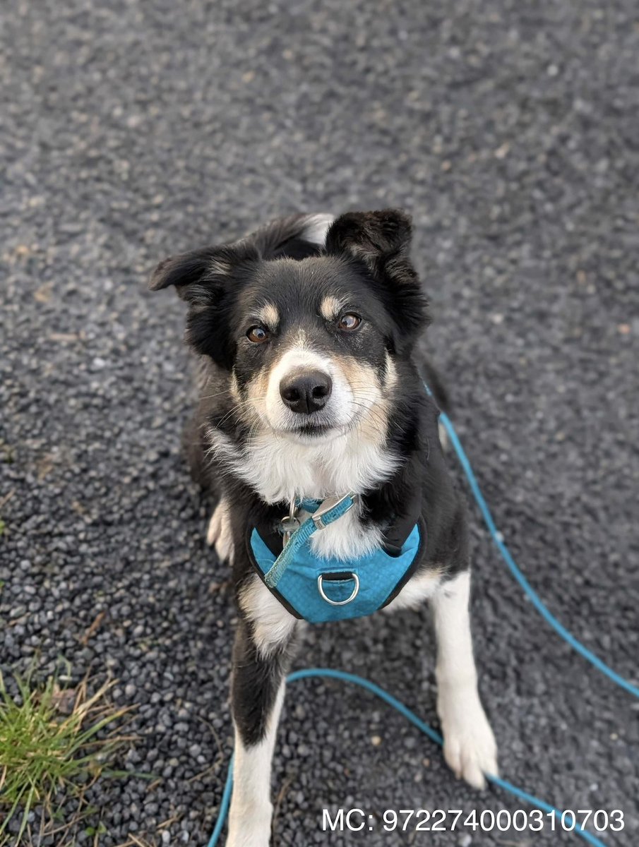 Gemi is still waiting💔…
She doesn’t understand why. She’s gentle, shy and trying her best to be brave, but she needs someone to show her the world can be soft and safe. She’s ready for a calm, loving home where she can finally exhale and feel wanted.💙

📍Apply &gt; link in bio