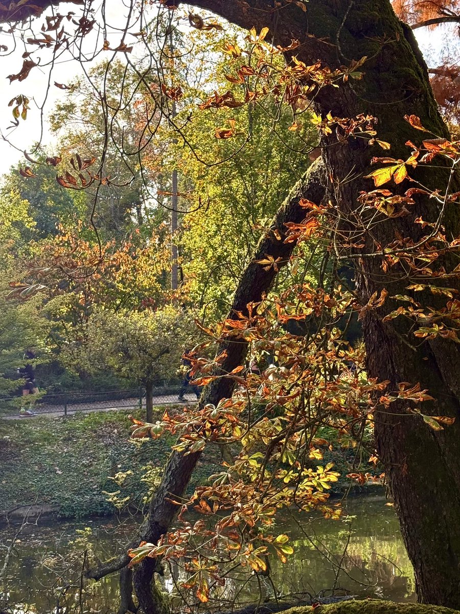 Le charme fou de l’automne 🍁🍂

#jeudiphoto #Automne #Autumn 
#AutumnVibes