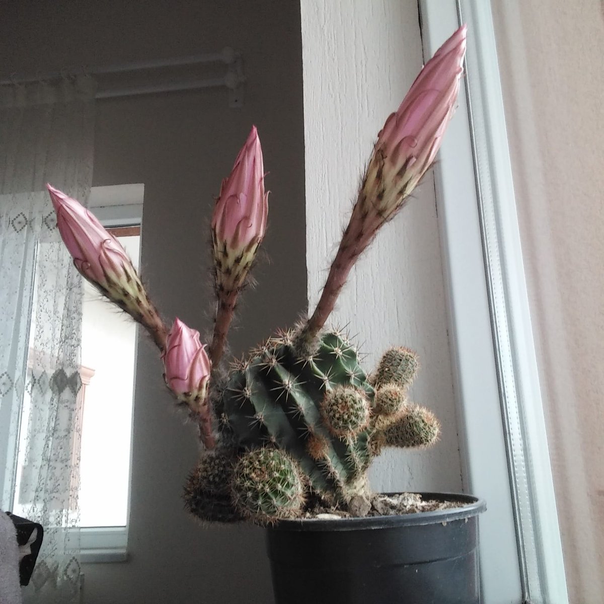 Mızraklar çekildi 😬