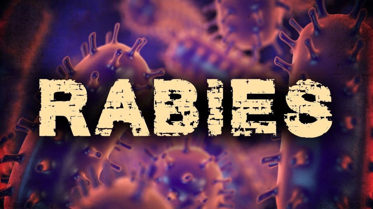 AVMAvets's tweet image. Rabies alert in New York: Two people have been exposed to rabies after trying to help an injured, stray cat that later tested positive for the virus. bit.ly/3LSH7Q7