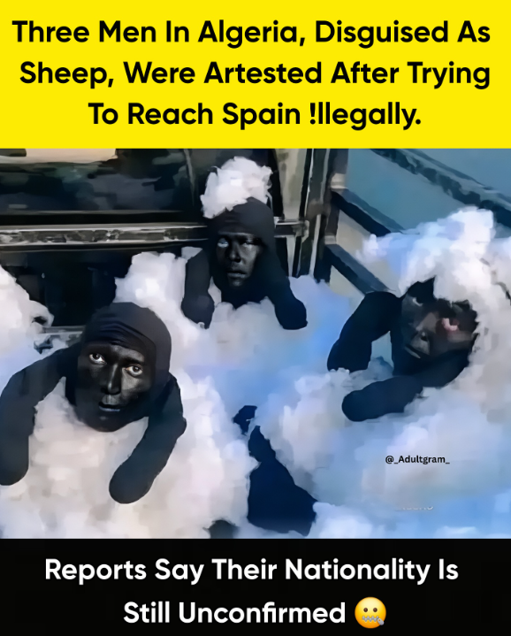 mohitkumarbhai's tweet image. three individuals were apprehended while attempting to illegally cross the maritime border into Spain by disguising themselves as sheep.