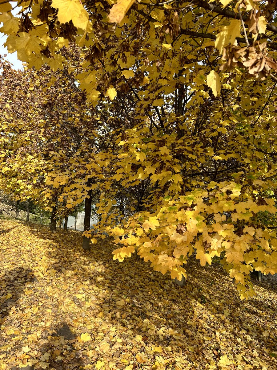 PrincipessaNoir's tweet image. Nei luoghi meno attesi 
Scrigni nascosti 
che non ti aspetti 🍁

#Milano