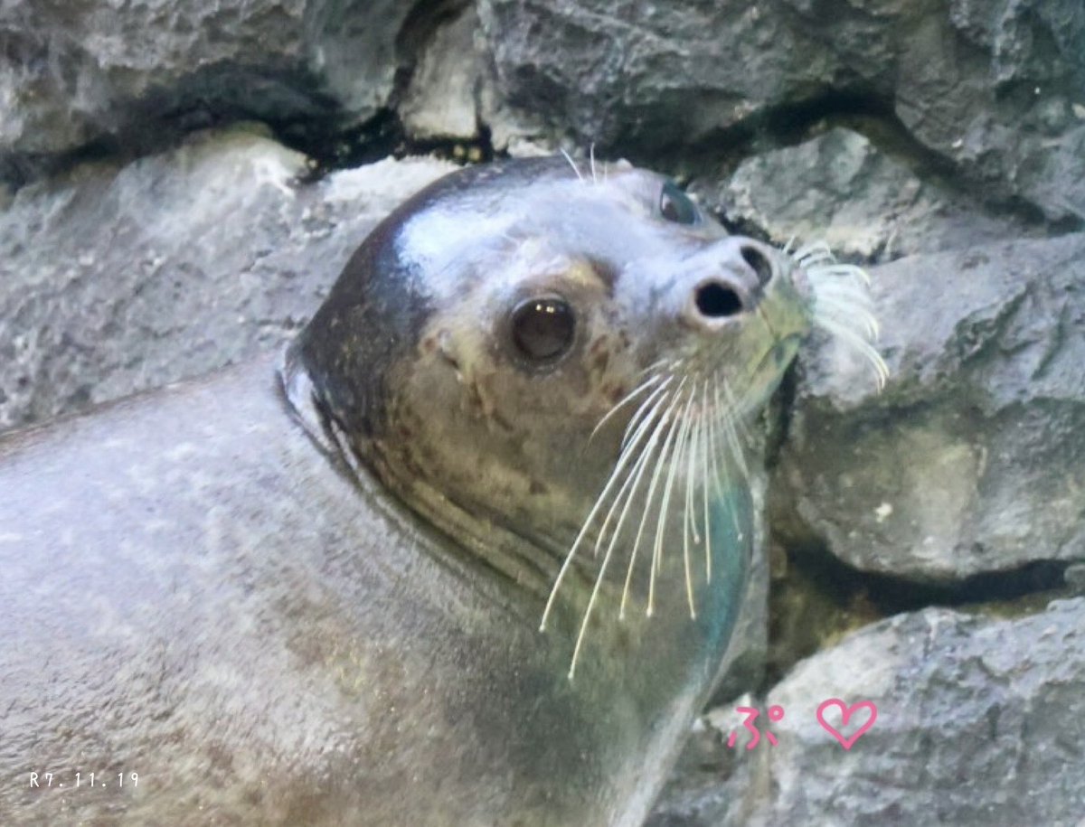 ぷ♡
可愛いぷ♡ 
渾身の一枚だぷ♡♡
#海遊館 #おんぷ姫🎀 #可愛いぷりんせす
#ぷ活