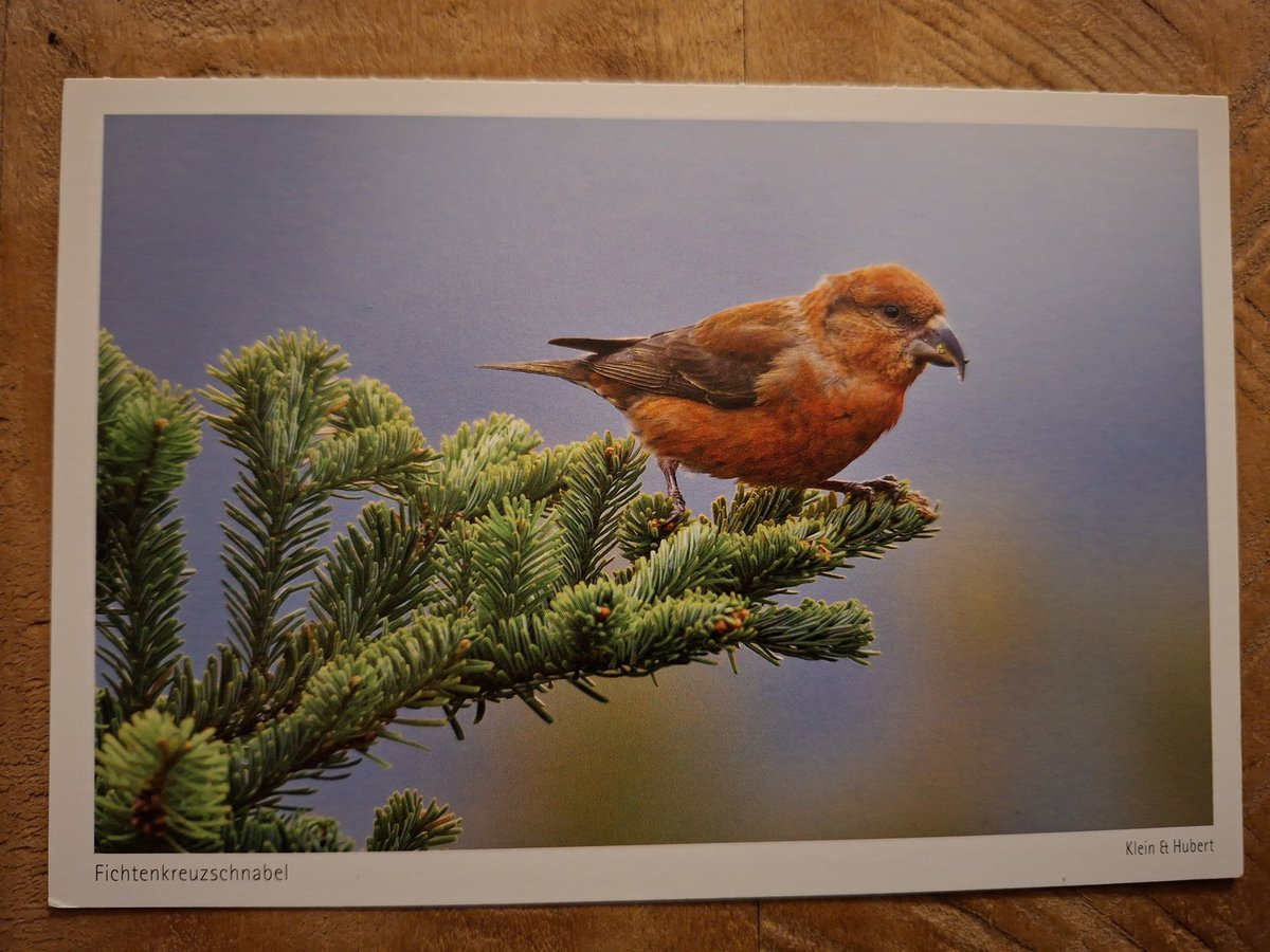 AnnaIke's tweet image. Een prachtige kaart van een lieve dame uit Duitsland die helaas chronisch ziek is. Wat zijn kruisbekken toch bijzondere vogels. #postcrossing