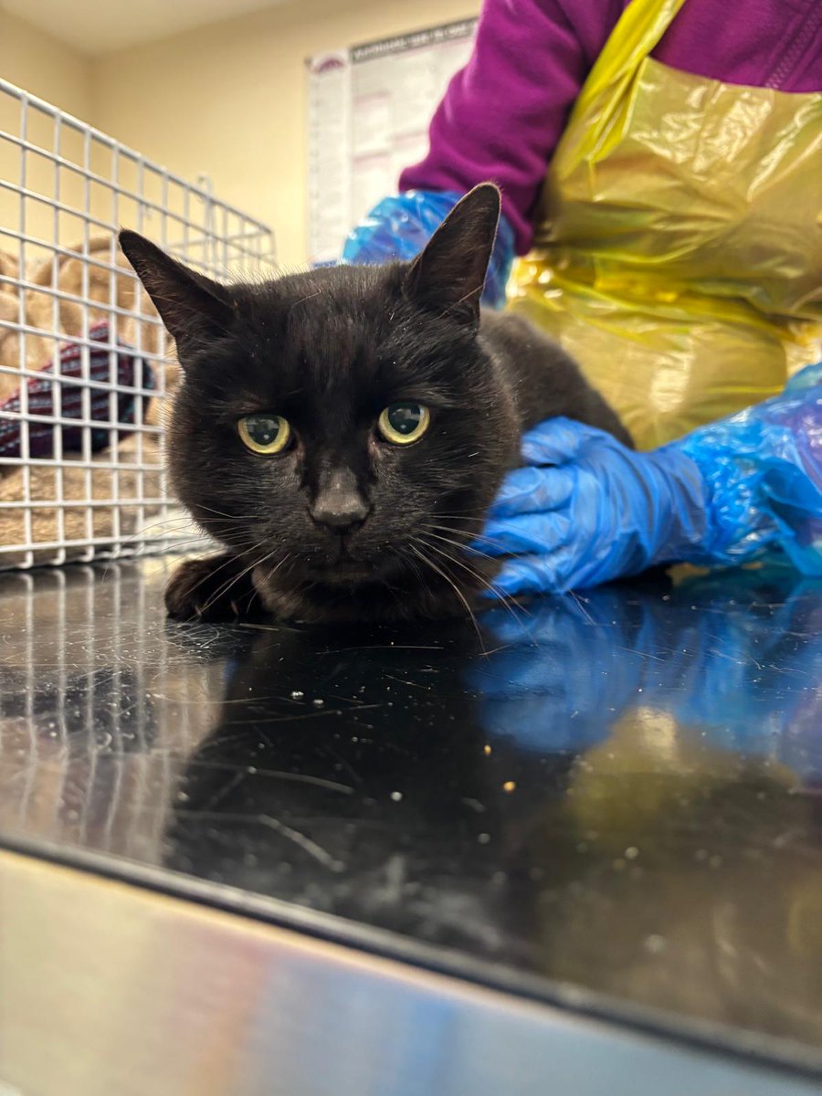 ‼️ Do you recognise this cat? ‼️

This lovely girl was brought into us as a stray from the DH4 area, and she isn't chipped. 

If you have any info, please contact us on: 
📧 enquiries@tynesideac.cats.org.uk | 📞 0191 653 1052 

Thank you ♥️