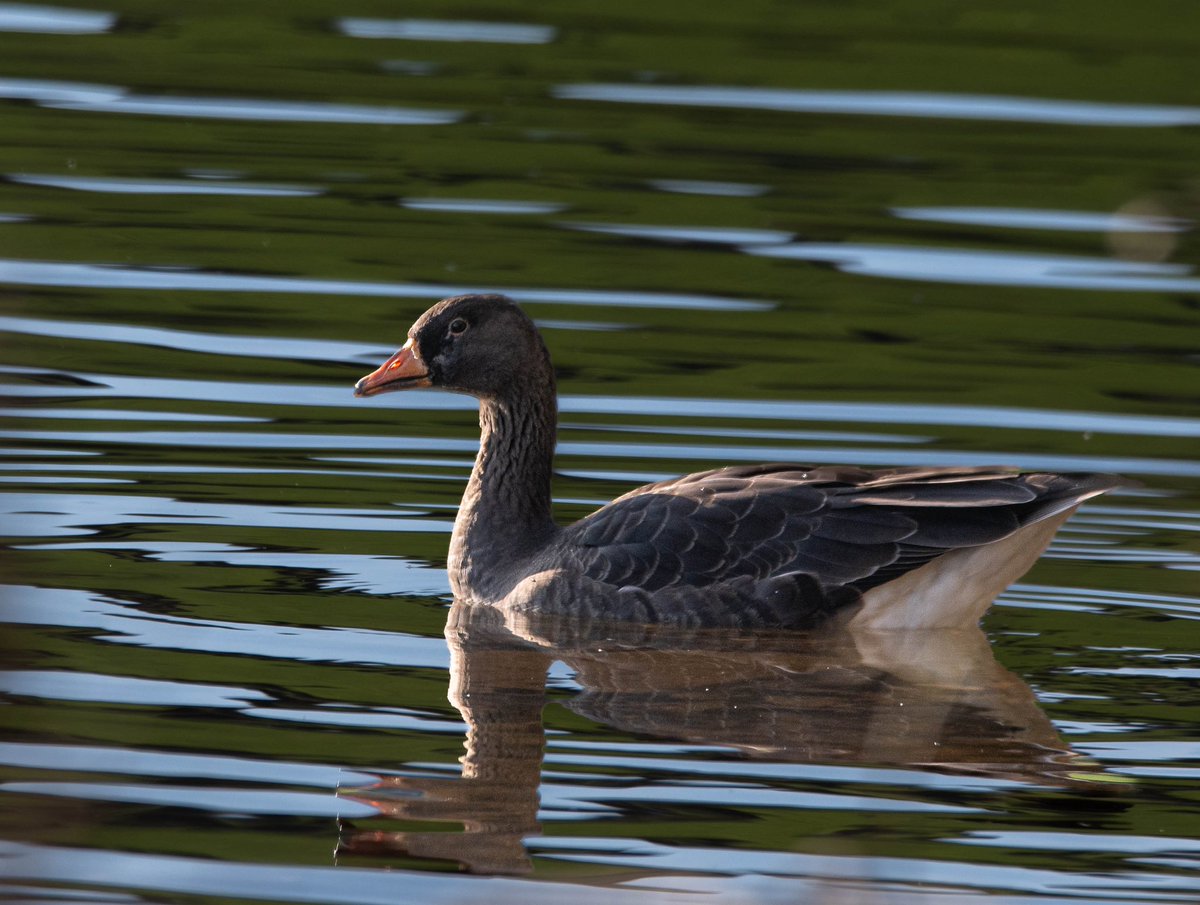 The 1cy White-fronted Goose at Slapton today.
