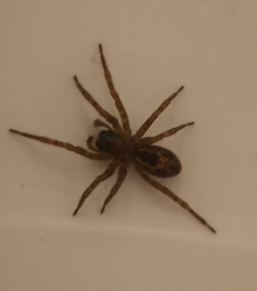 Was ist das? 😃 Ich weiß es 😝
Meine Tochter hat sie Herrmann getauft.