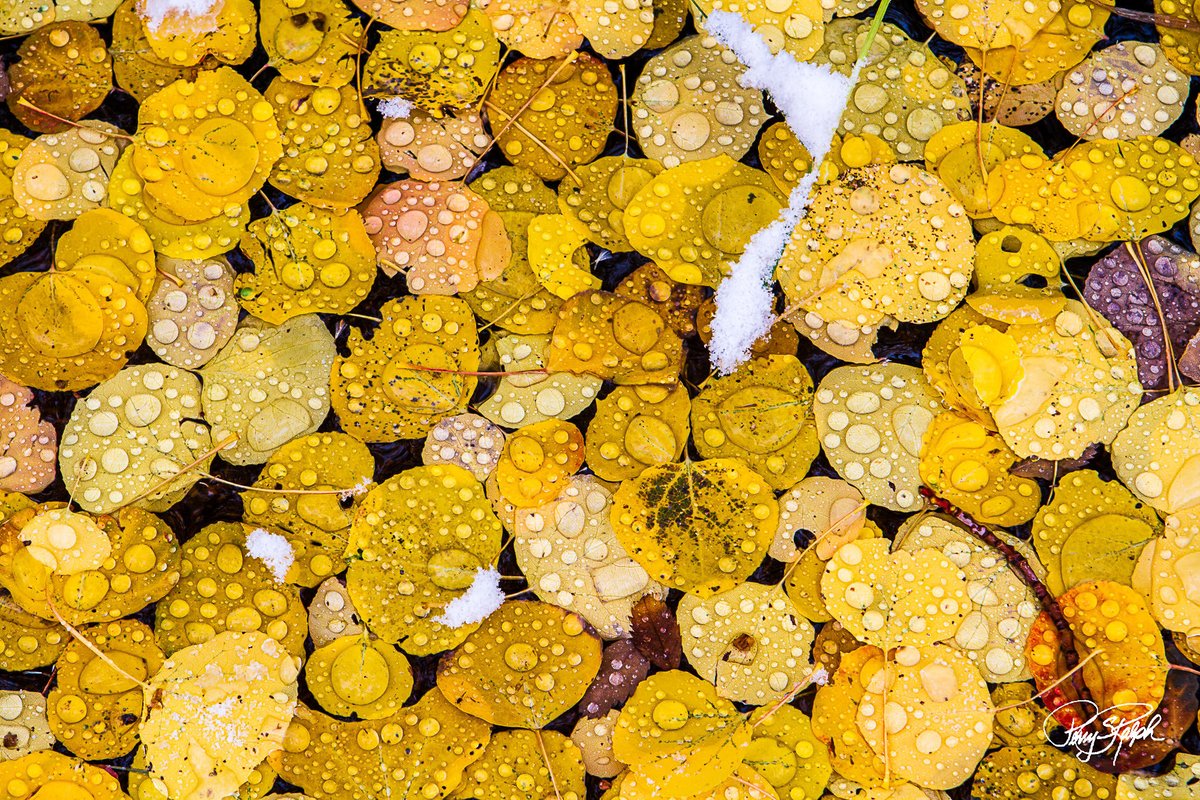 perryralph's tweet image. QP Goodbye to a passing season #FallColor

“Fallen”

After the golden leaves from the aspen tree fall and snow starts to fall #AspenTree #Colorado #Photography