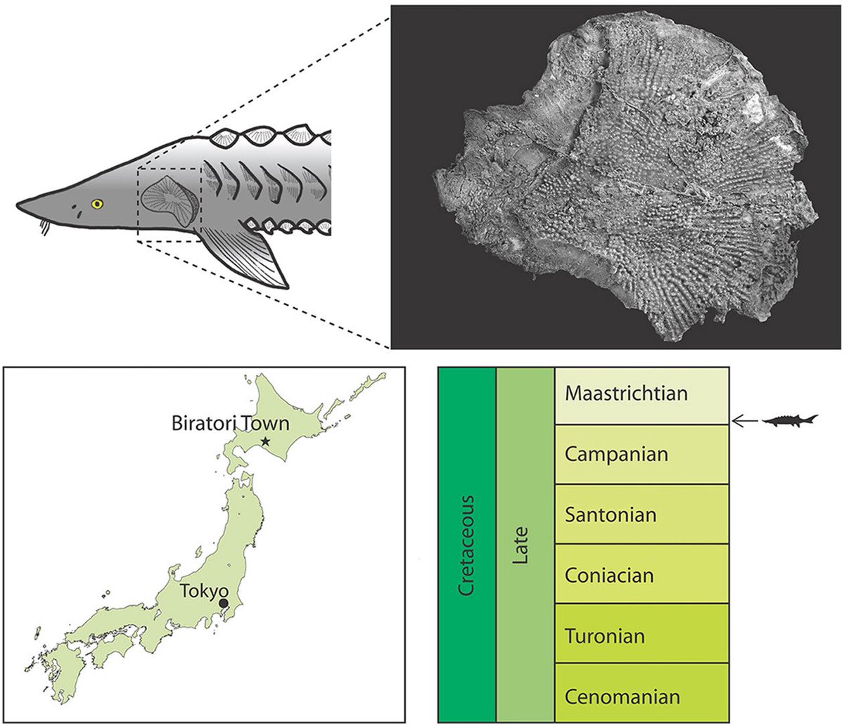 もろちゅー (@geo_fossamagna) / Posts / X