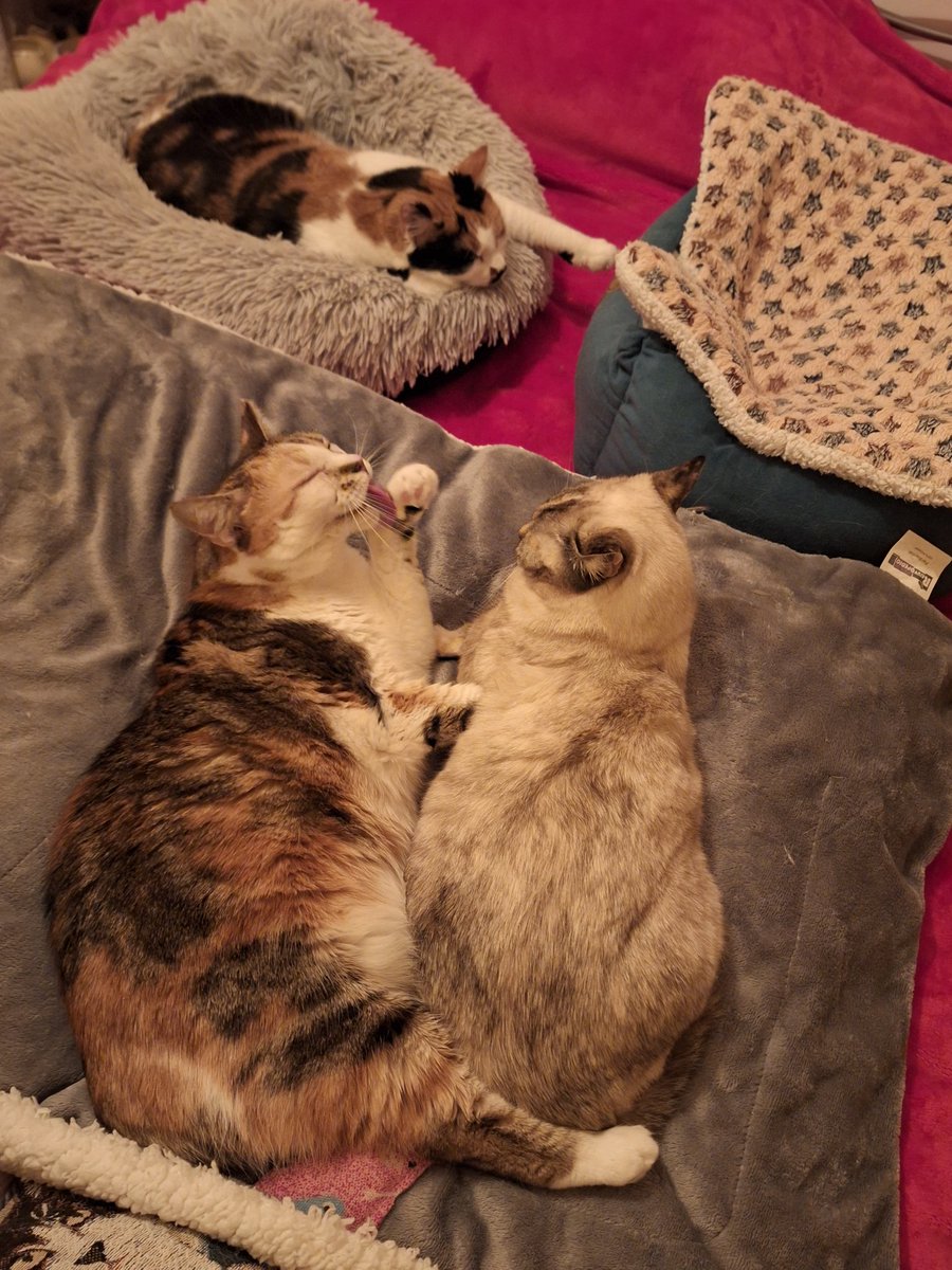 louise_corke's tweet image. It&apos;s a quick hello from Rosie, Amber and Fleur as mum is off to bed, enjoy #nipclub this evening 😀