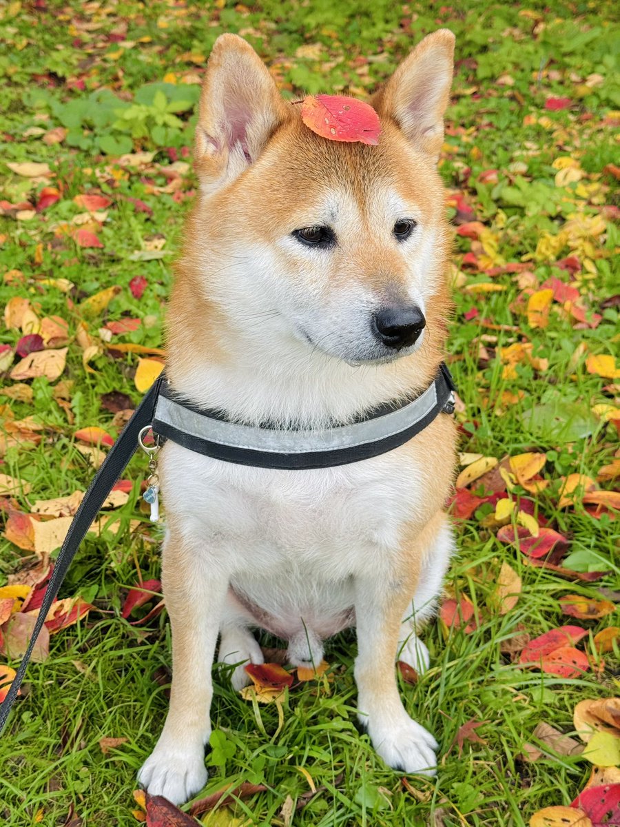 さんちゃん (@sancyanjun) / Posts / X