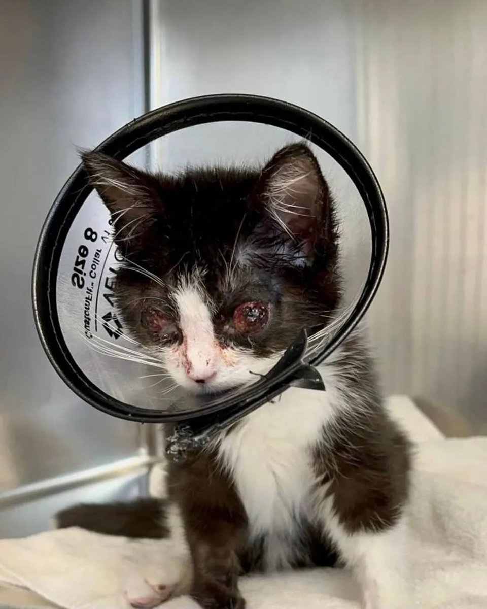 3369tjnx9457697's tweet image. ‼️UPDATE 
 It is time for Dexter’s big surgery. Unfortunately, neither of his eyes could have been saved, and both of them will have to be removed. Would you please help us provide the crucial surgery for this sweetheart? Any gift is greatly appropriated, even if it’s just $1.