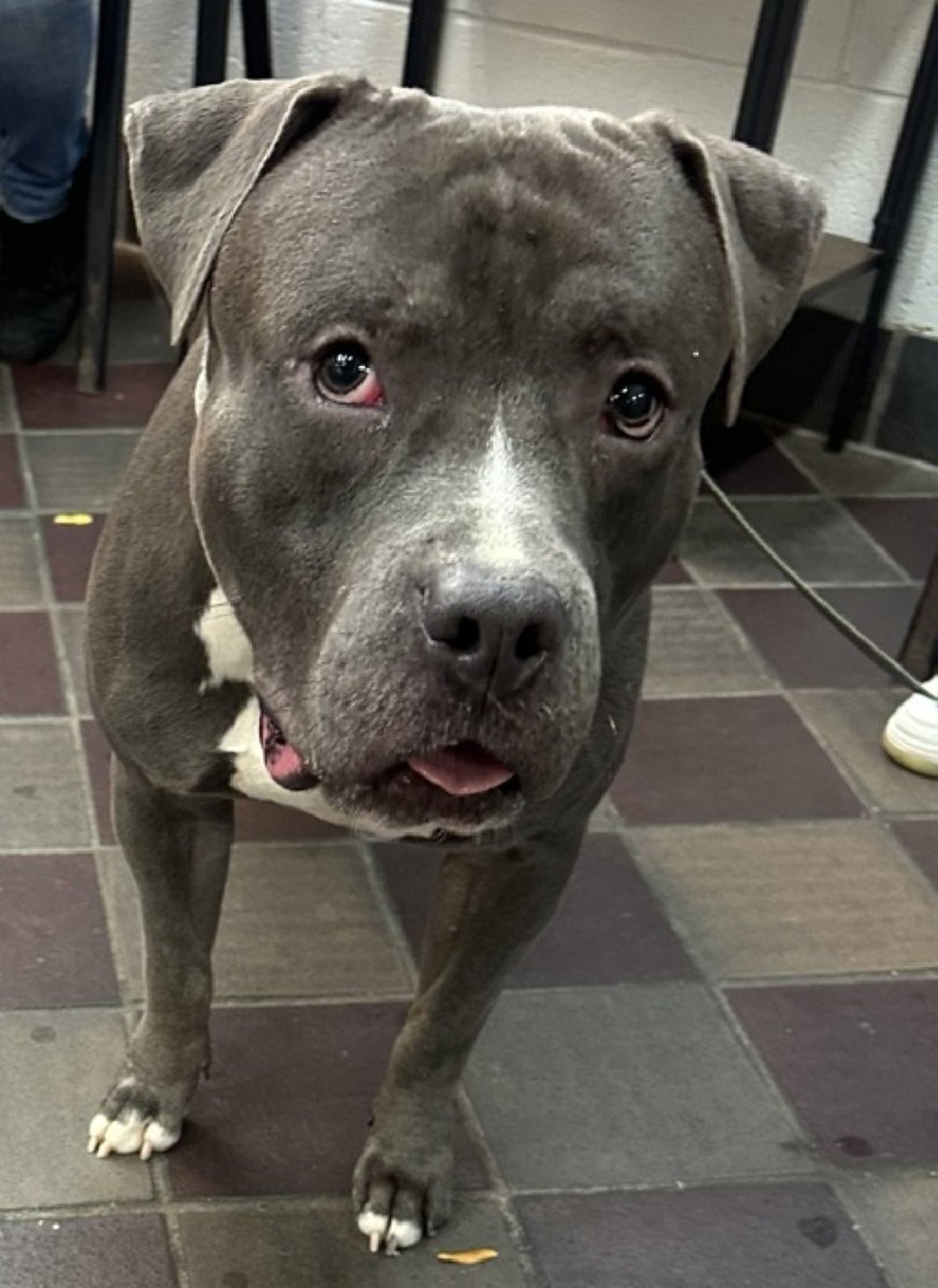 MorgFairsdogs's tweet image. Jojo 238728
Listed TBK 11/22
#NYCACC #RescueOnly 
He is a shy 1 yr old puppy 🐶 
Has only been there 5 days
Has otitis externa 🚑
Stays in back kennel trembling 
Needs exp all adult home 
Jojo needs a hero NOW!
nycacc.app/browse/238728
#Pledge4Rescue #foster #adopt