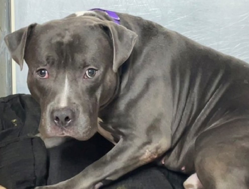 MorgFairsdogs's tweet image. Jojo 238728
Listed TBK 11/22
#NYCACC #RescueOnly 
He is a shy 1 yr old puppy 🐶 
Has only been there 5 days
Has otitis externa 🚑
Stays in back kennel trembling 
Needs exp all adult home 
Jojo needs a hero NOW!
nycacc.app/browse/238728
#Pledge4Rescue #foster #adopt