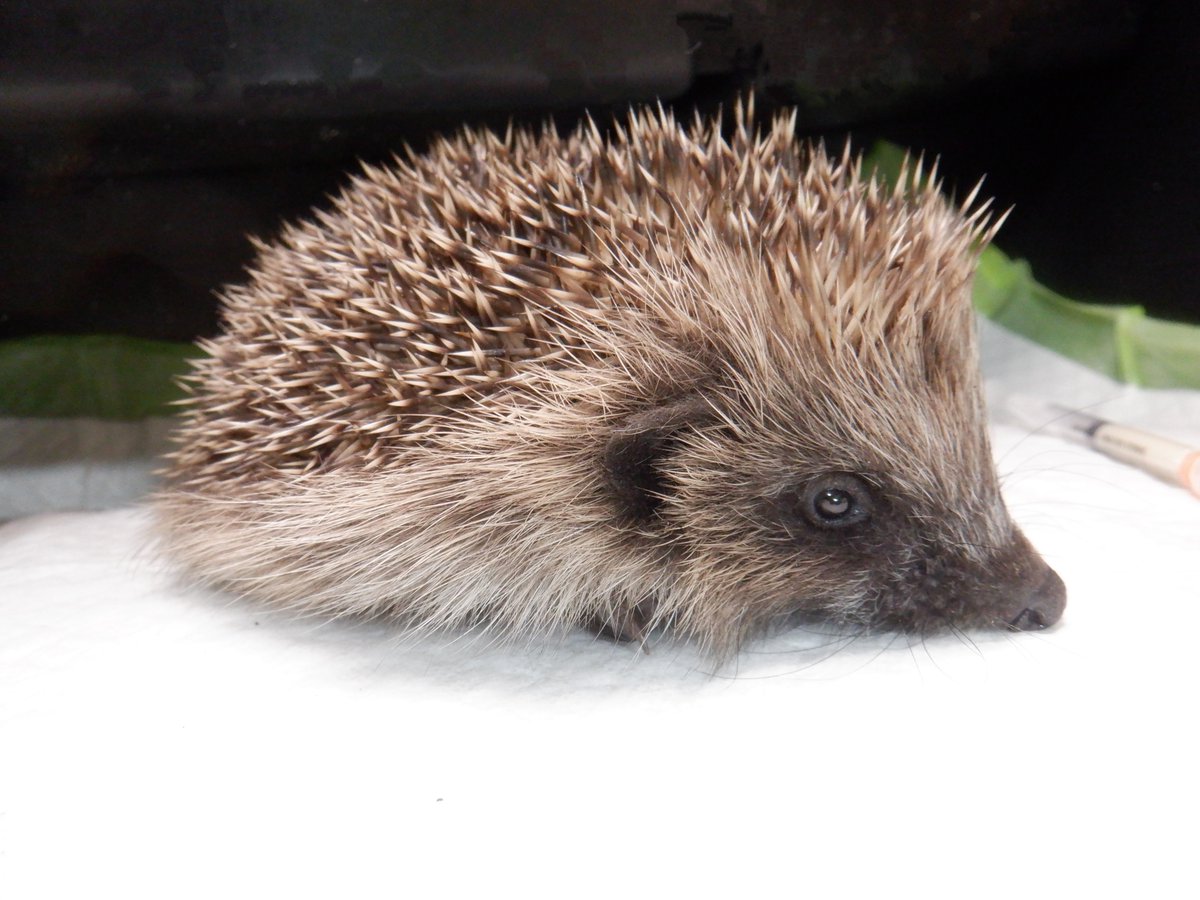 HedgehogCabin's tweet image. This darling little baby was referred to me by my vet last night. 
Baby Poe was in such a terrible distressed state and needed emergency first aid that only a rescue can administer.
Please never take wildlife to a vet.
Vets are for pets.
Most will just put hedgehog casualties to…