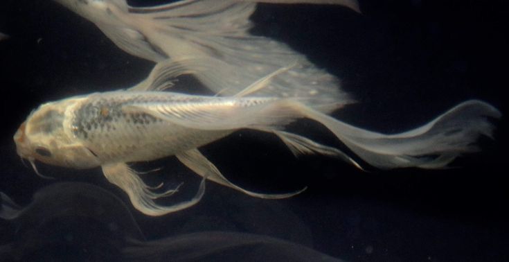 Su 𐔌՞. .՞𐦯 tweet media