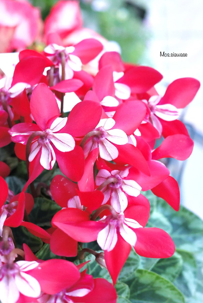 Mos64182362's tweet image. 2025.11.21

変わった色のシクラメンを見つけた！

#シクラメン
#ファインダー越しの私の世界