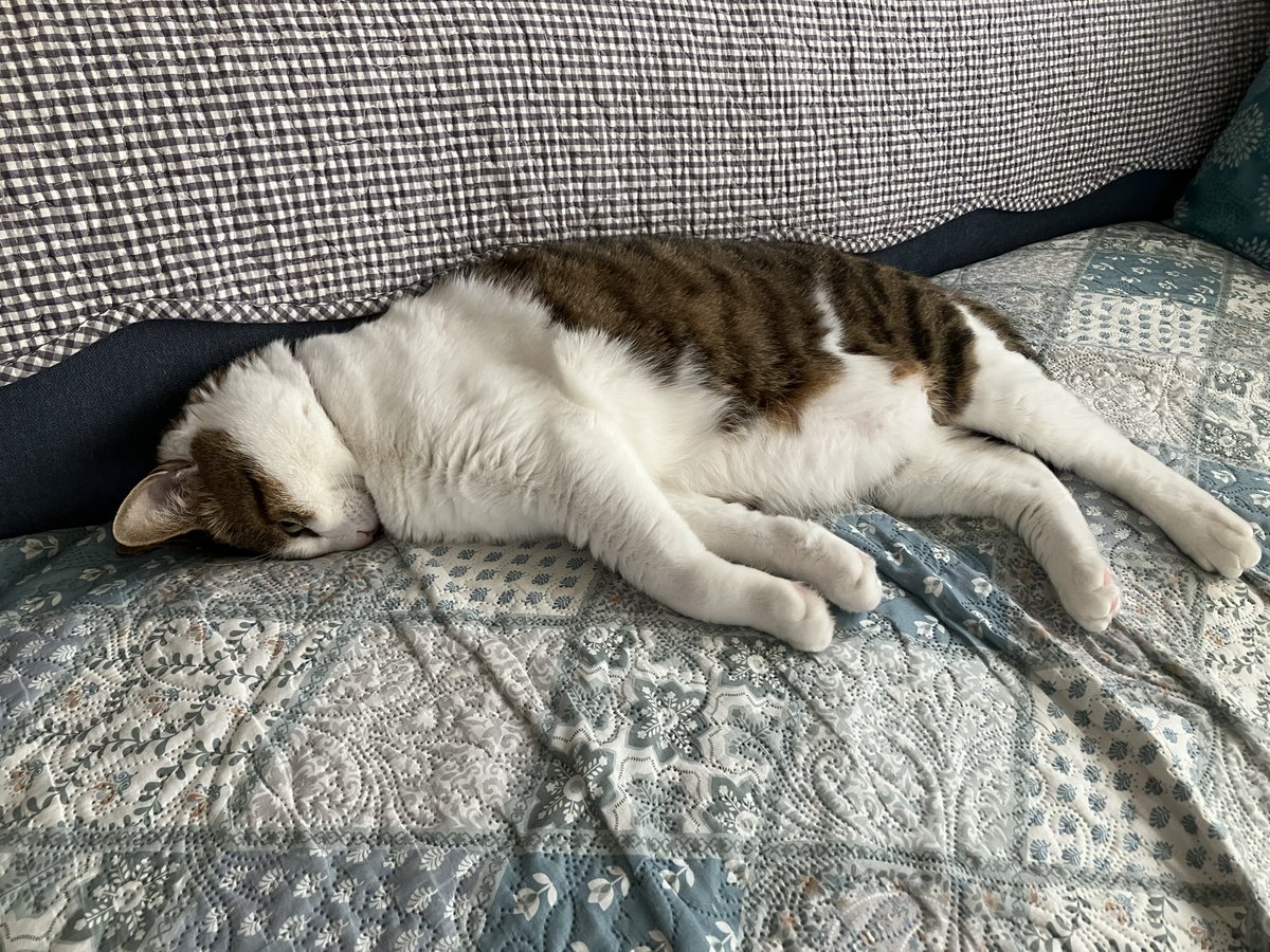 tete_diary's tweet photo. #猫好きさんと繋がりたい 
＃猫のいる暮らし
#猫
#猫かわいいね
＃cat
金曜日　もう無理です https://t.co/f8BomTvp9n