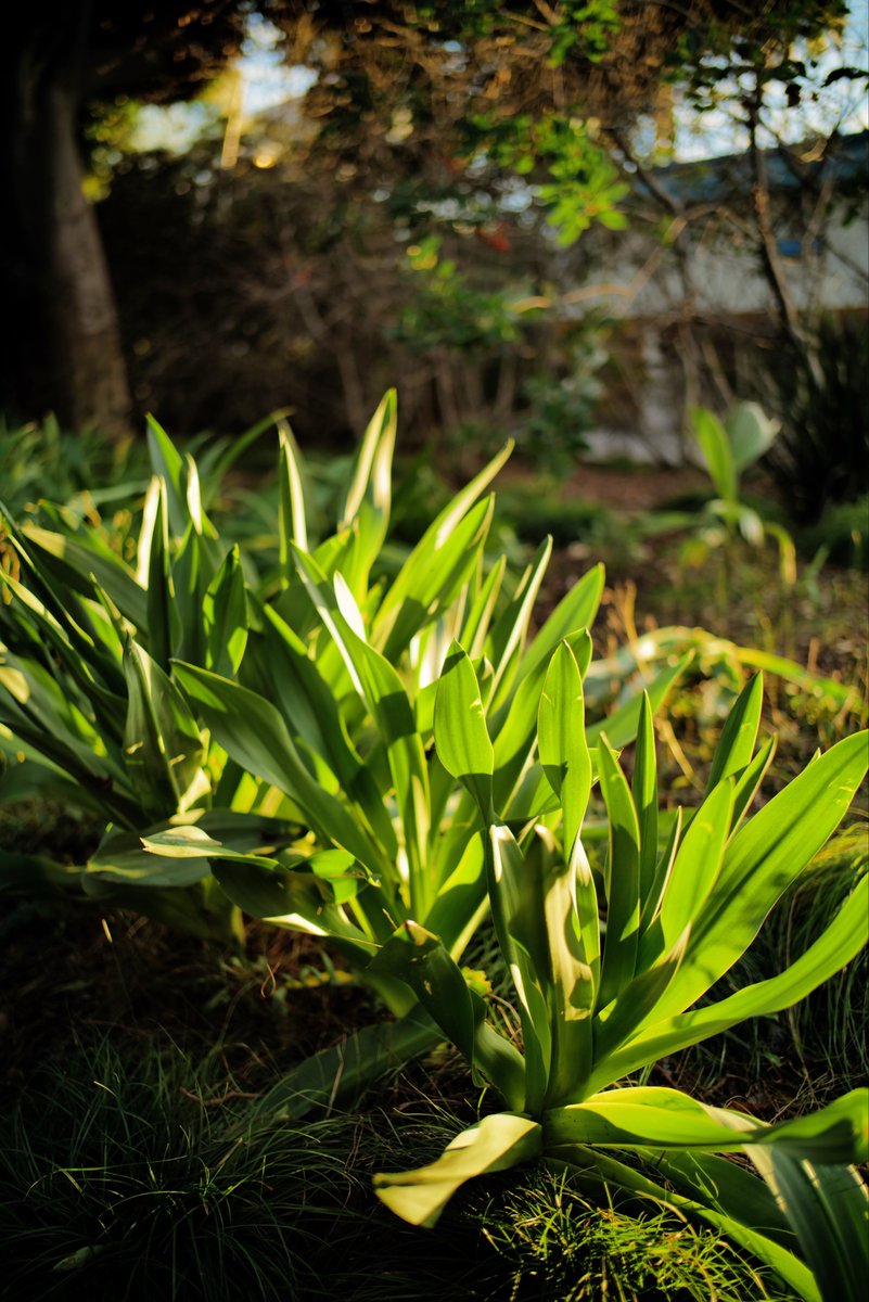 Null_Case's tweet image. 雨の直前

Nokton 28mm F1.5 ASPH II
Filter: Leica TEAL &amp;amp; VIVID
#null树洞