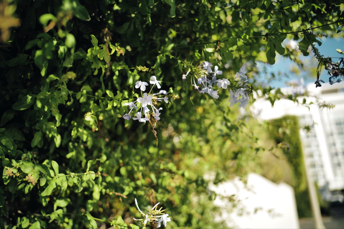 Null_Case's tweet image. 雨の直前

Nokton 28mm F1.5 ASPH II
Filter: Leica TEAL &amp;amp; VIVID
#null树洞