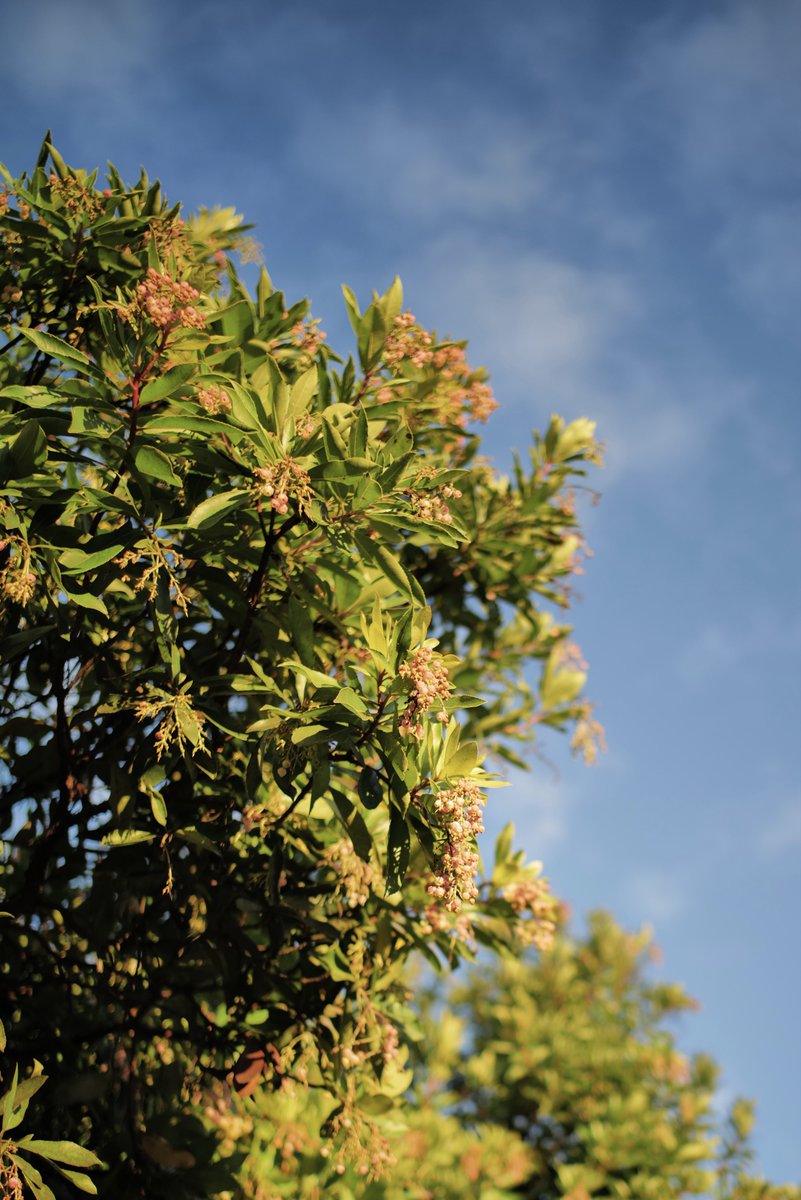 Null_Case's tweet image. 雨の直前

Nokton 28mm F1.5 ASPH II
Filter: Leica TEAL &amp;amp; VIVID
#null树洞