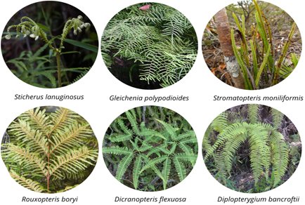 Phytotaxa's tweet photo. A new generic name to solve the paraphyly of Sticherus C.Presl (#Gleicheniaceae, #Polypodiopsida)
#taxonomy
https://t.co/LZ35SURPlJ https://t.co/feyxPxSqh2