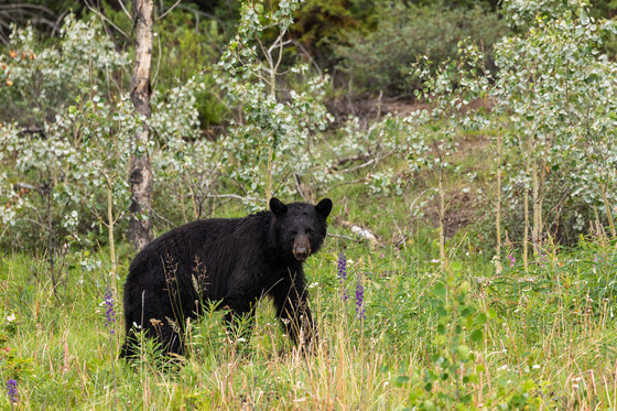 Battling Bears To Protect The Hive midwestfarmreport.com/2025/11/20/bat…