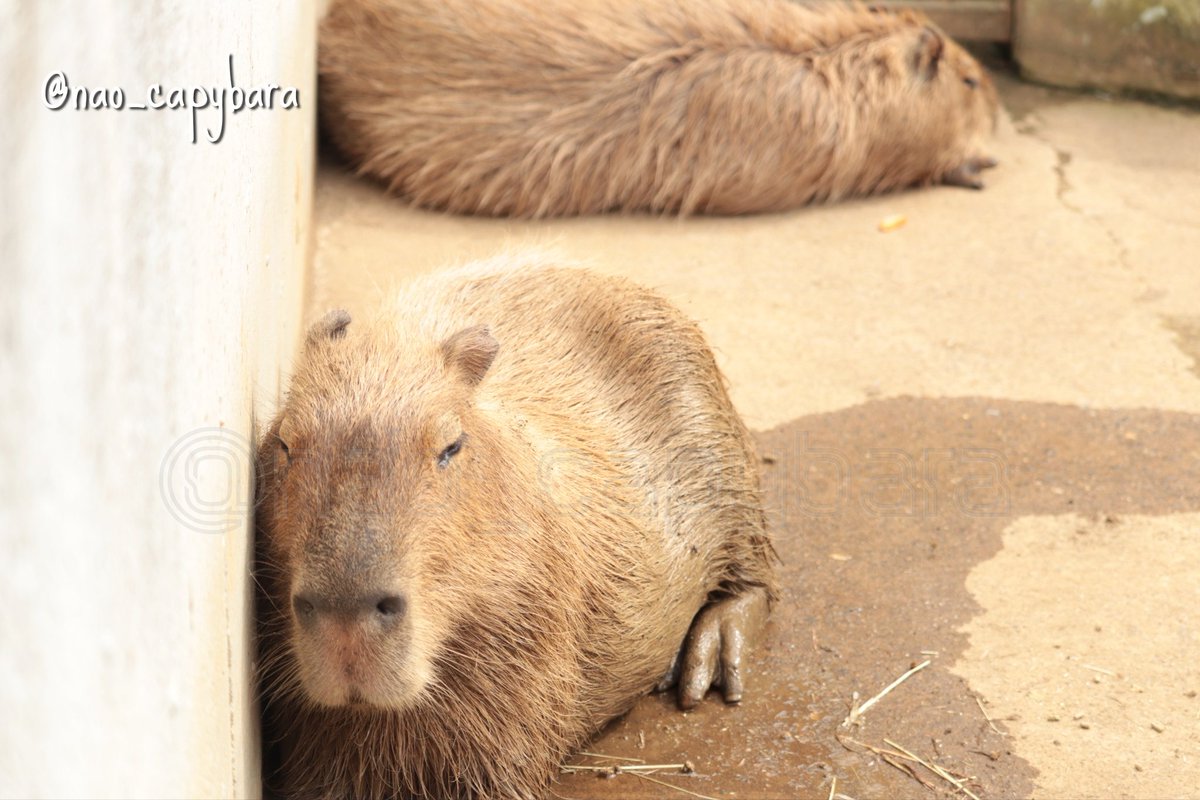 けろけろ (@capyanimal) / Posts / X