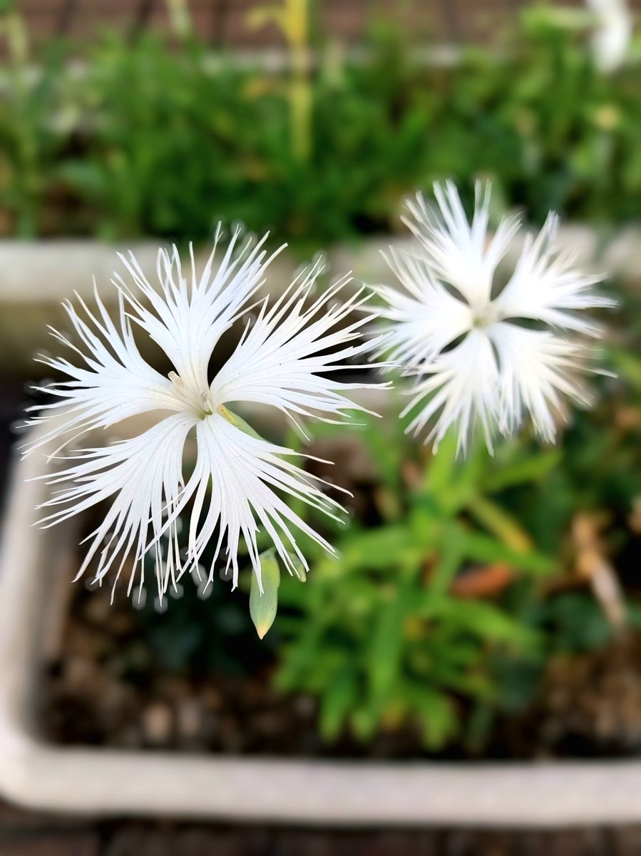 e9m16i's tweet photo. おはようございます。

可愛くて不思議な形の花びら 
#エゾカワラナデシコ（#蝦夷河原撫子

風邪やインフルが猛威を奮ってますね。気をつけて過ごしましょう😷

#flower #flowerpic #花のある暮らし #はなまっぷ
#まいにちイロドリ
#花のある暮らし
#TLを花でいっぱいにしよう 
#キリトリセカイ https://t.co/mS1pxekXyN
