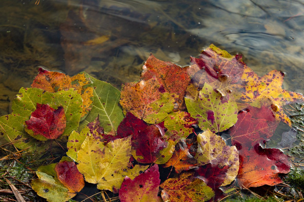 Rachel Callahan tweet media