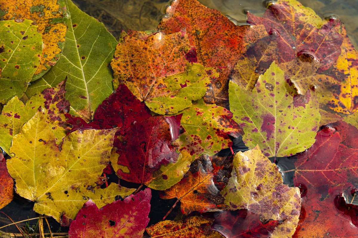 Rachel Callahan tweet media