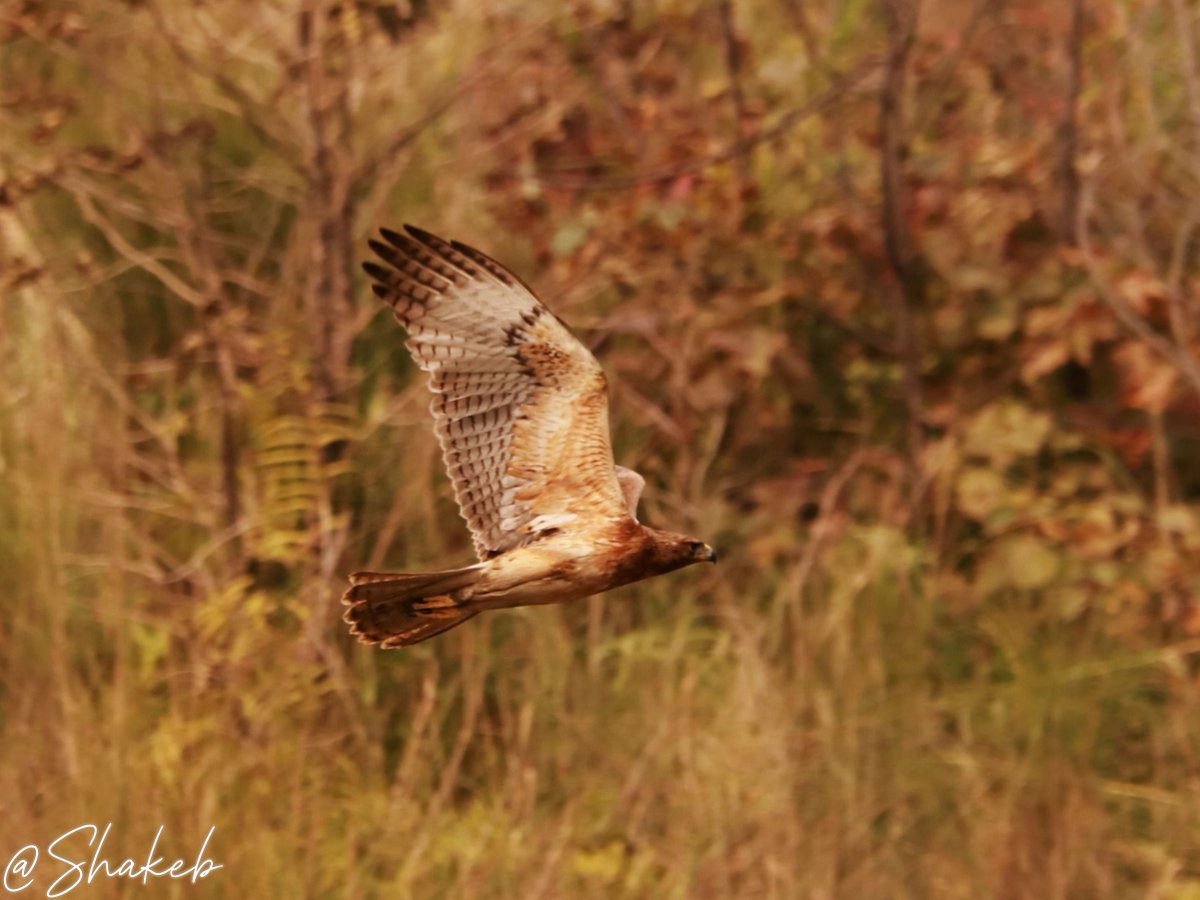 Bonelli's Eagle
#eagle #birdsinflight #birds #birdsoftwitter #wildlife #WildLifeLovers #Nepal #Conservation #portrait #portraitphotography <a href="/birdlifenepal/">BCN</a> <a href="/NatGeoTravel/">Nat Geo Travel</a> <a href="/BBC_Travel/">BBC Travel</a>