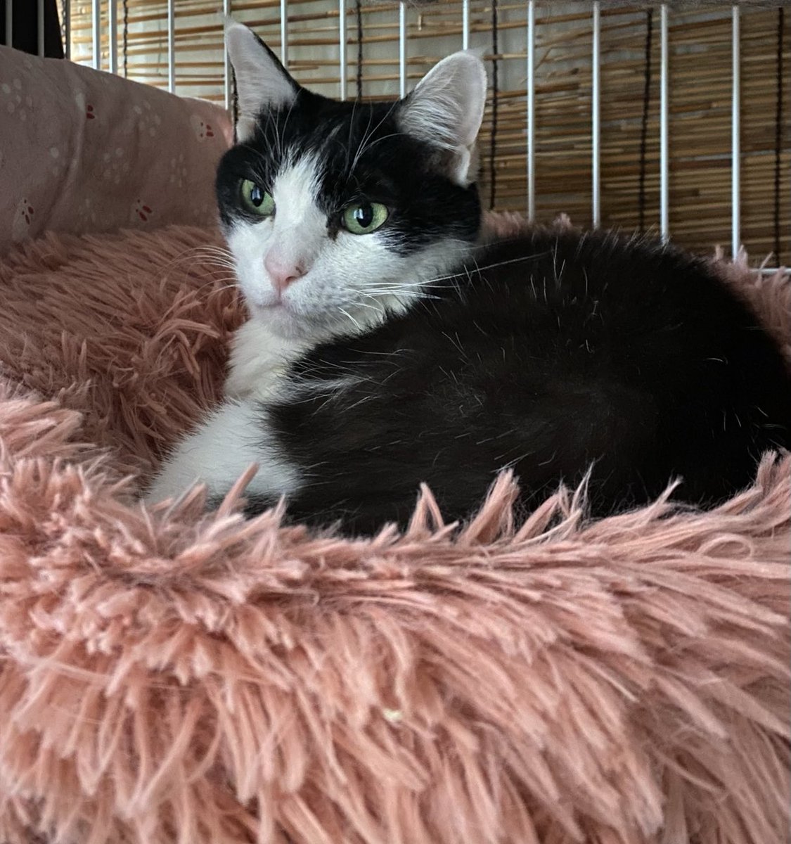 🍀おはようございます😊ニャ🐈🐾🍀