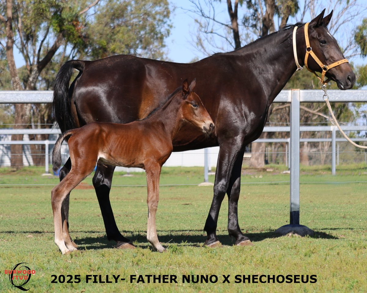 🩷Number 125 and it's a Girl!!
This sweet Filly is by FATHER NUNO out of SHECHOSEUS for Kellie Dawson
Wingate Farm