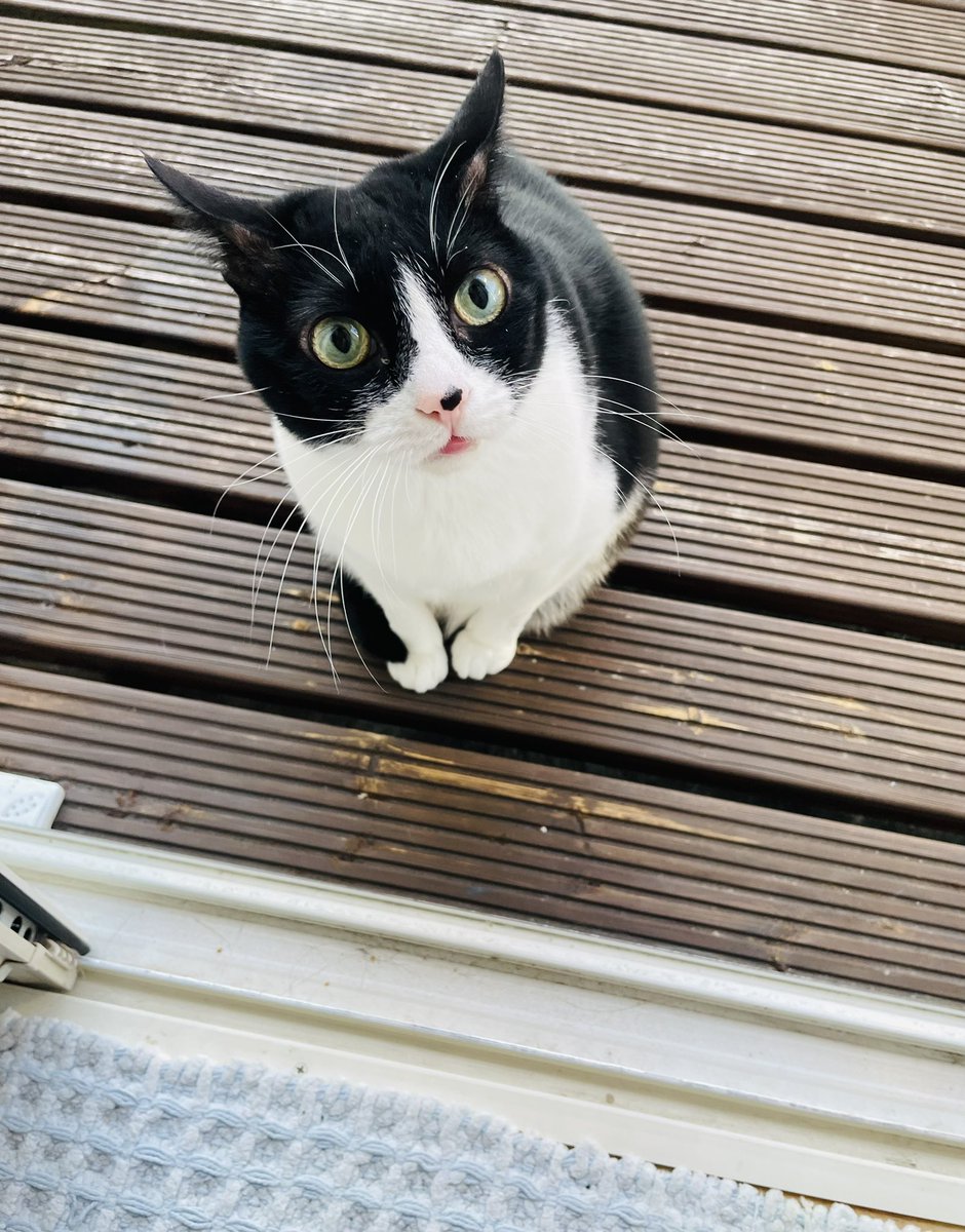 ネコとネコとネコ＋α (@neko_neko0222) / Posts / X