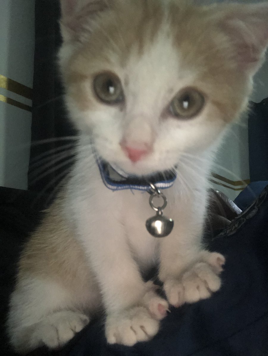 davidnerowells's tweet image. 