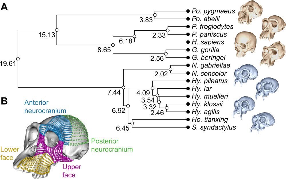 Accelerated evolution increased craniofacial divergence between humans and great apes
[Gomez-Robles et al. 2025]

royalsocietypublishing.org/doi/10.1098/rs…
