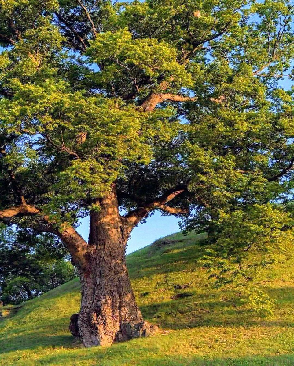 greendreaams's tweet image. 