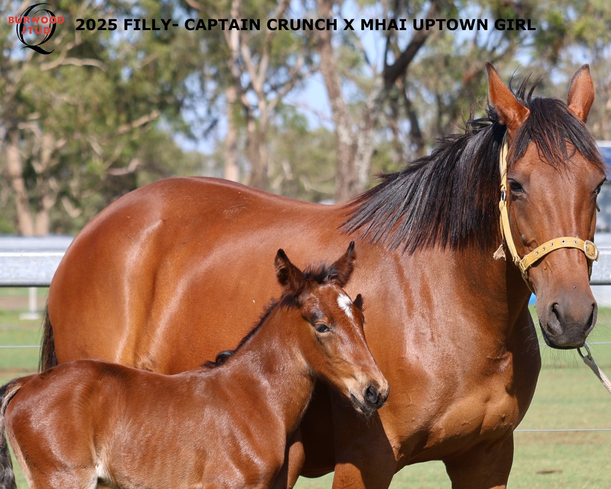 🩷Number 126 and its another Filly!!
This stunning Filly is out of MHAI UPTOWNGIRL by CAPTAIN CRUNCH for Pat &amp; Rhonda Aldons

<a href="/Alabarfarms/">Alabar Farms</a>