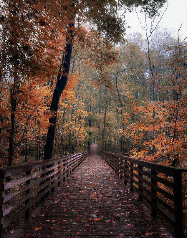 VisitNewBern's tweet photo. Autumn is a masterpiece painted by nature.  Come explore the vibrant colors of the season in New Bern and let every leaf tell its story. 📸 Mashal Smith Photography https://t.co/aOViqPPwFy