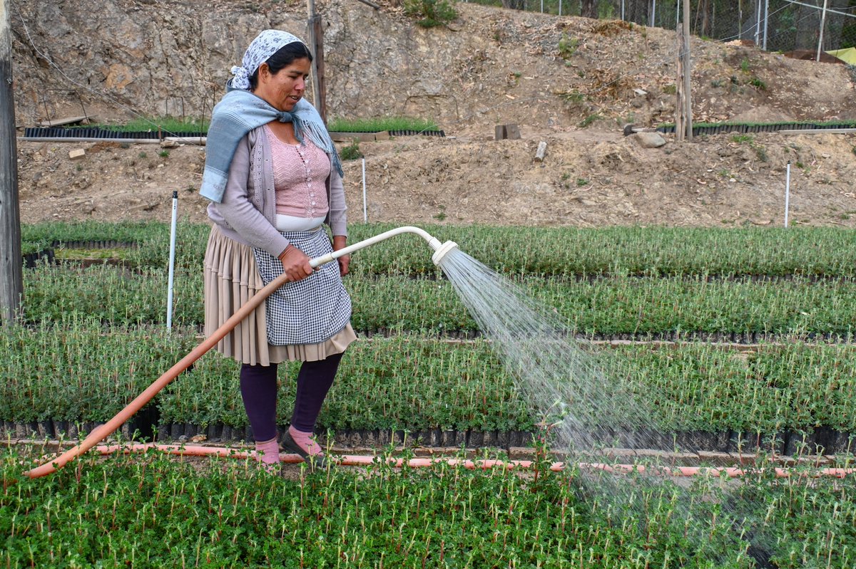 armoniabolivia's tweet photo. Mujeres del D3 de Tiquipaya (Cochabamba) producen 60 mil plantines nativos, parte de los 225 mil previstos para esta temporada de reforestación del Parque Nacional Tunari. Conocé más en este video.
https://t.co/ySGDCcOXdD https://t.co/q0y9vQT5eH
