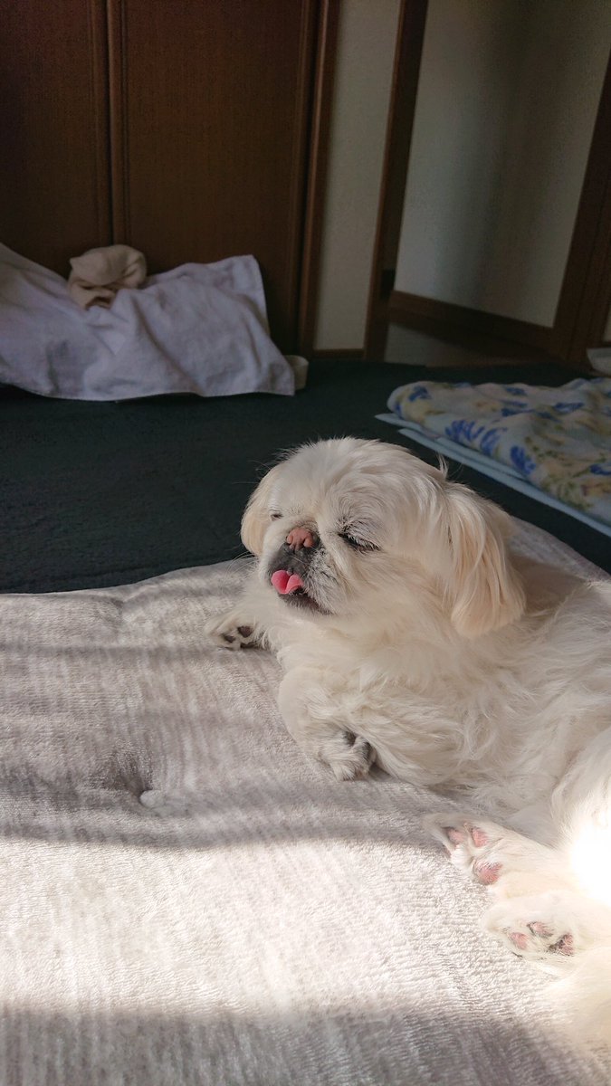 かおりん (@shiro0201_111) / Posts / X