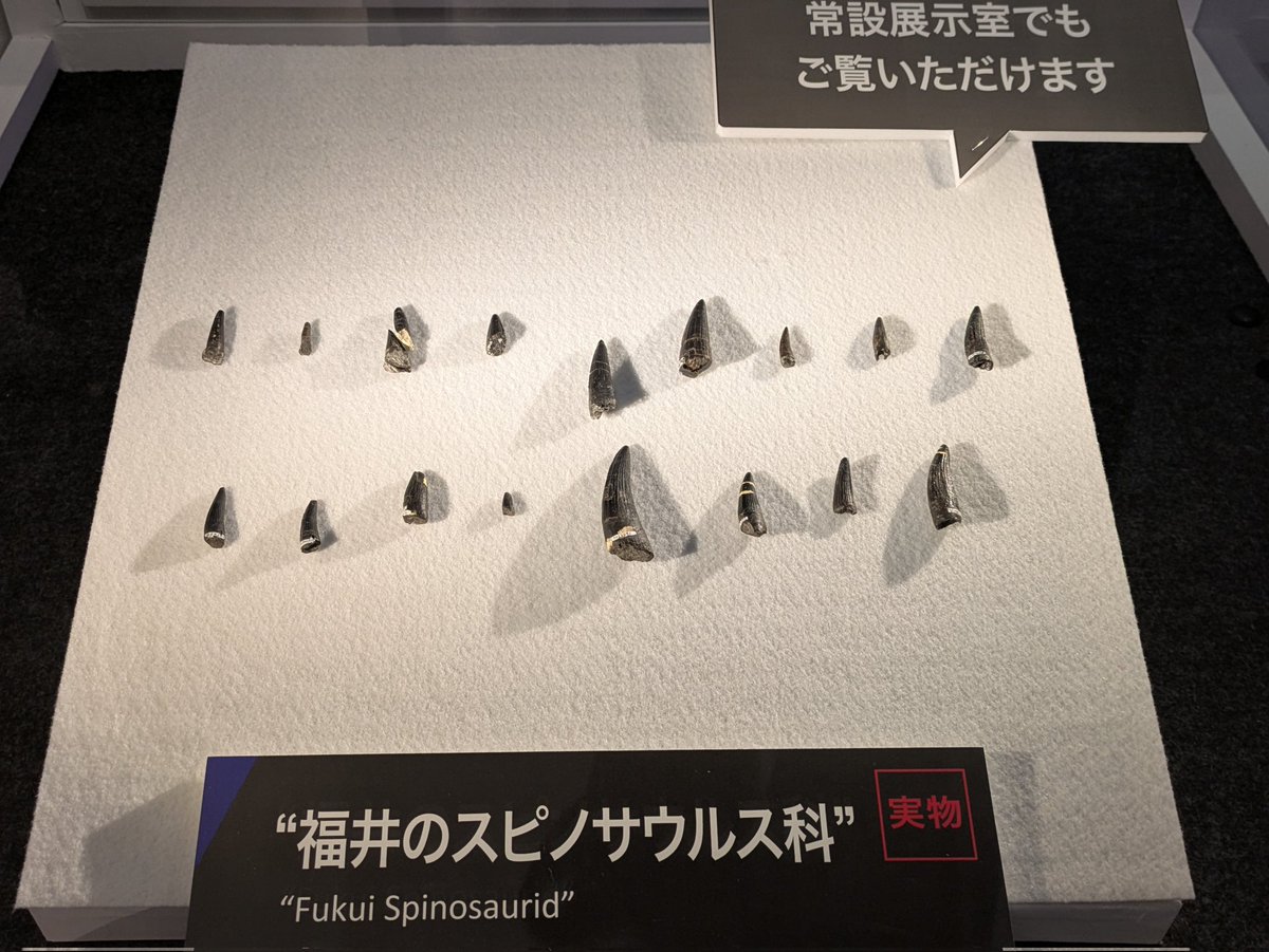 KJpdino7000's tweet image. #金曜日だから化石貼る
#FossilFriday
#FPDM の福井産スピノサウルス科の歯。多くの肉食恐竜の歯の縁には鋸歯がありますが、スピノサウルス科ではバリオニクス亜科にしか見られません。その為この歯の持ち主は、スピノサウルス亜科とバリオニクス亜科が分岐する前後に位置する種だったとされています。