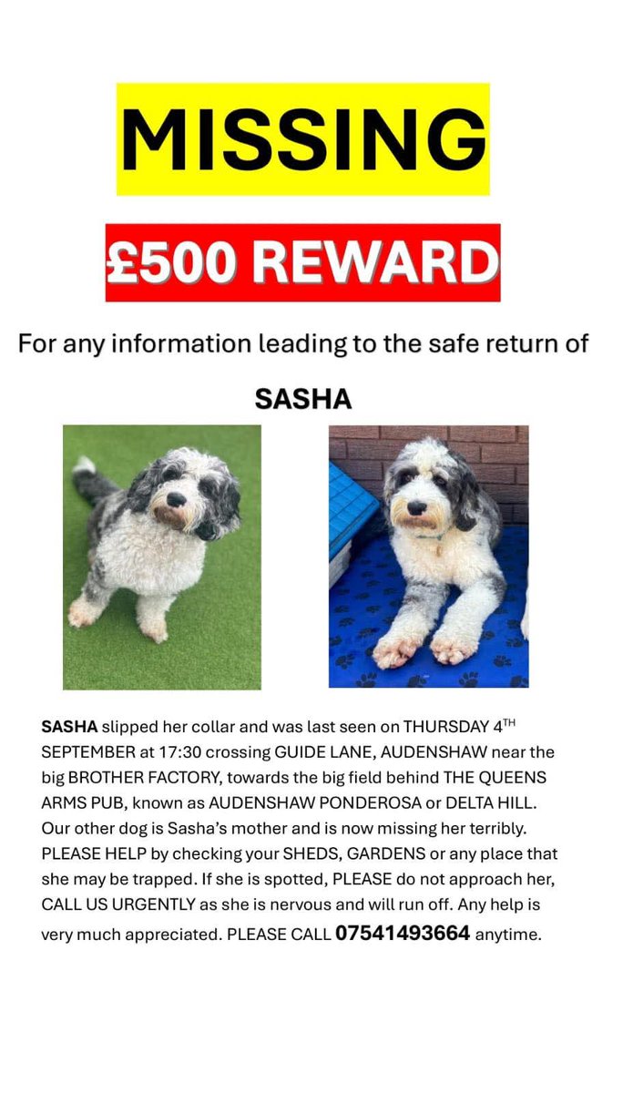 MissingPetsGB's tweet image. SASHA
&quot;💔11 weeks today still no news💔We don&apos;t understand how not one person has seen her
Has someone you know recently got a new dog?
Have you seen her being walked❓️We now believe somebody has taken her in so PLEASE KEEP LOOKING &amp;amp; SHARING &amp;amp; contact ASAP with any information&quot;