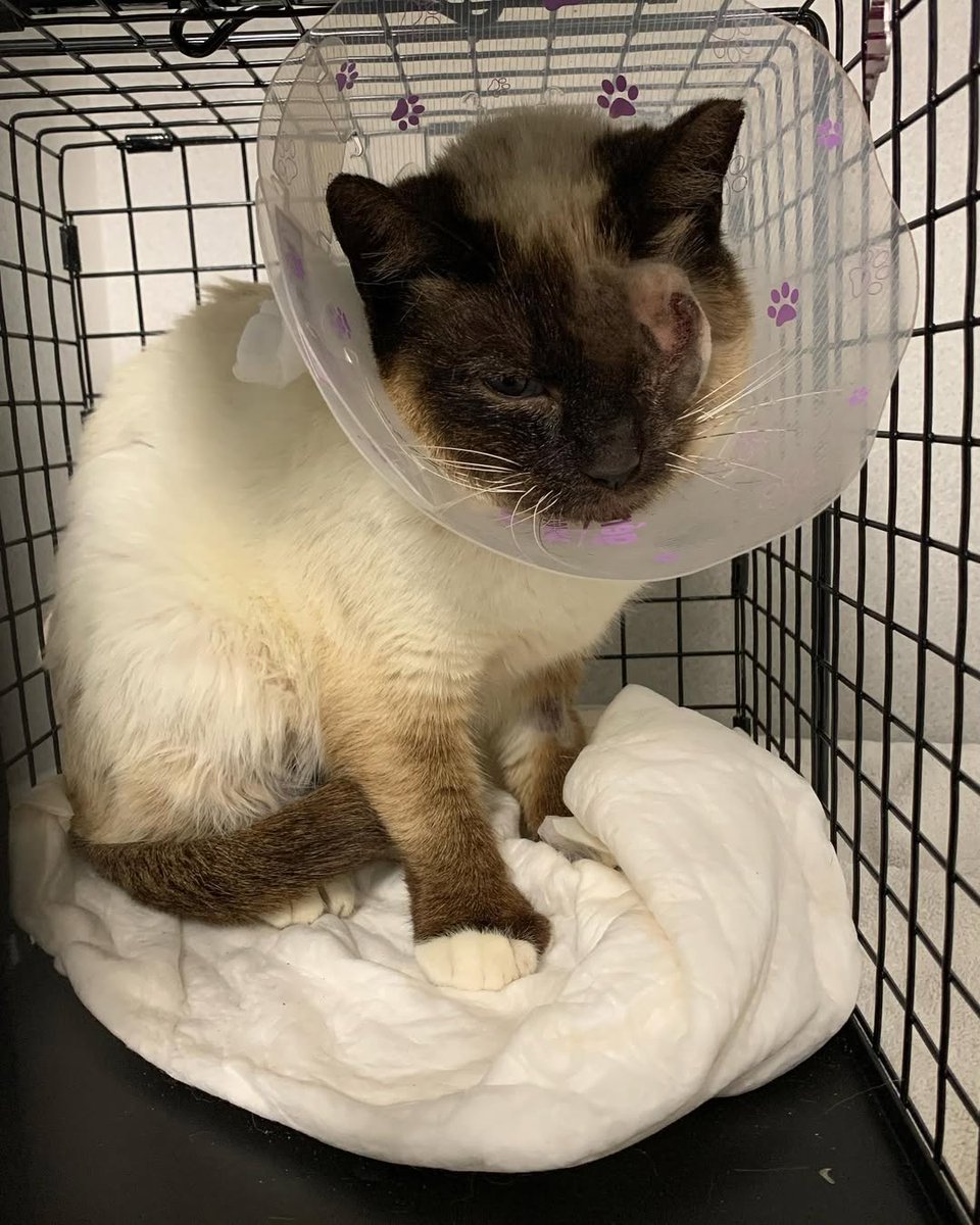13435akqo964750's tweet image. Mishu had her eye out and was spayed today. Everything went very well and we hope this will make her feel much better!

Please help us cover her surgery today!

PAYPAL INBIO PLEASE DONATE.

#donatetohelp #donateforcats #donationsneeded #donatetosavelives #rescuecat
